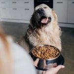 cibo-per-cani-2P