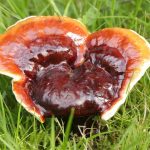 Il Ganoderma Lucidum come fungo di fantasia ganoderma-lucidum-2